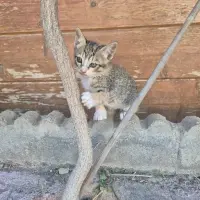 Adopta a Lala