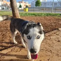 Adopta a Cleo