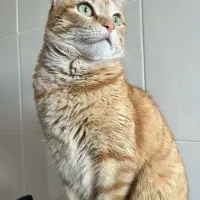 Adopta a Naranji