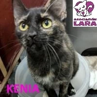 Adopta a Kenia