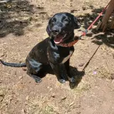Adopta a Niebla