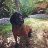 Adopta a Jimena