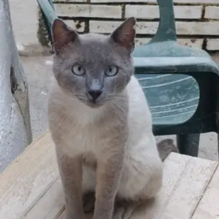 Tami