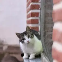 Adopta a César
