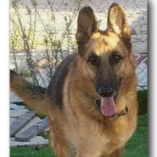 Ringo