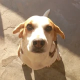 Adopta a Aiko