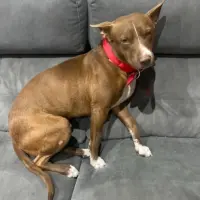 Adopta a Tyson
