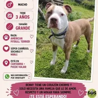 Adopta a Benny