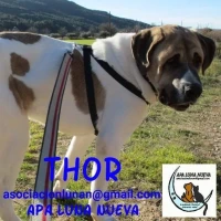 Adopta a Thor