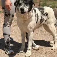 Adopta a Elssa