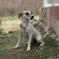 Adopta a Rosario