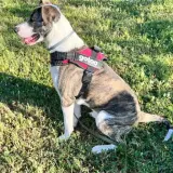 Adopta a Cash