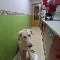 Adopta a Loki