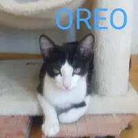 Adopta a Oreo