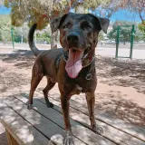 Adopta a Tano