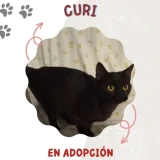 Adopta a Curi