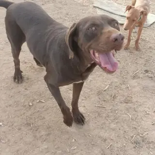 Bruno