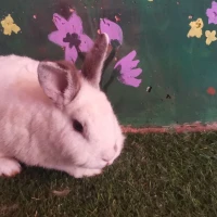 Adopta a Gonzo ( Residente)