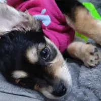 Adopta a Blanca