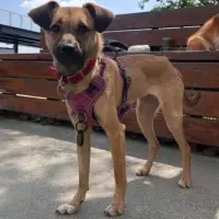 Adopta a Mafan