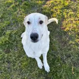 Adopta a Lucy