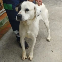 Adopta a Hera