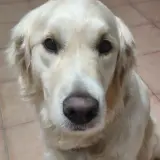 Adopta a Arisu