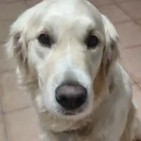 Adopta a Arisu