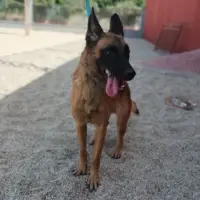 Adopta a Liane