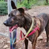 Adopta a Nano