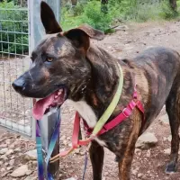 Adopta a Nano