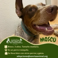 Adopta a Moscú
