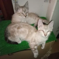 Adopta a Gatitos