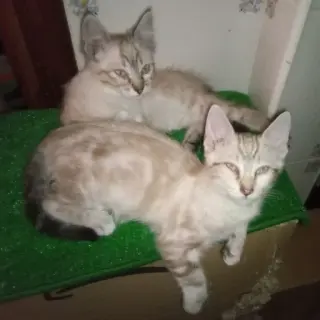 Gatitos