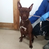 Adopta a Lenteja