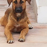 Adopta a Bruklin & Madison