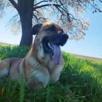 Adopta a Floki