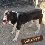 Adopta a Chopped