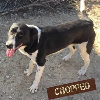 Chopped