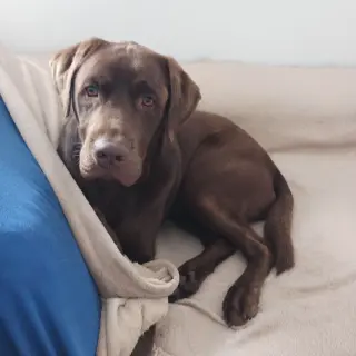 Choco