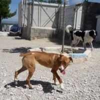 Adopta a Carlota