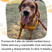 Adopta a Bety