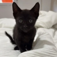 Adopta a Salem