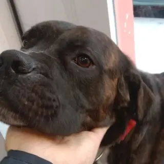 Luis