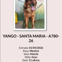 Adopta a Yango