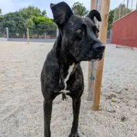Adopta a Mitch