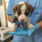 Adopta a Camada Chocolate