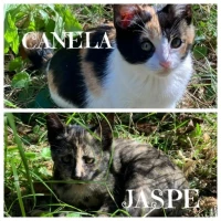 Adopta a Canela Y Jaspe