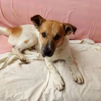 Adopta a Bart