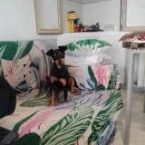 Adopta a Tito